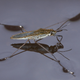 Illustration for article titled If Cars were Insects